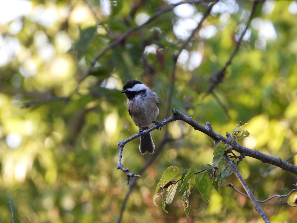 Carolina Chickadee - ML621665849