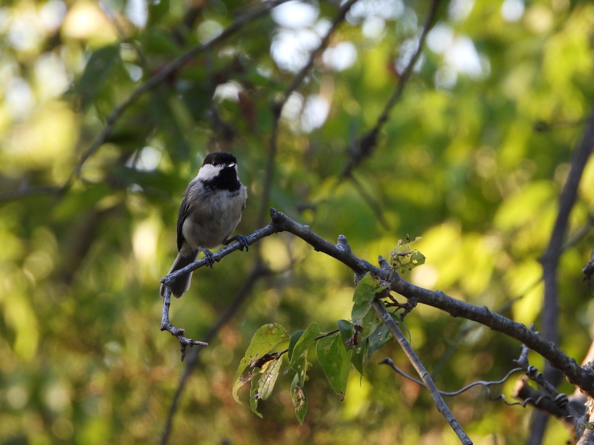 Carolina Chickadee - ML621665850