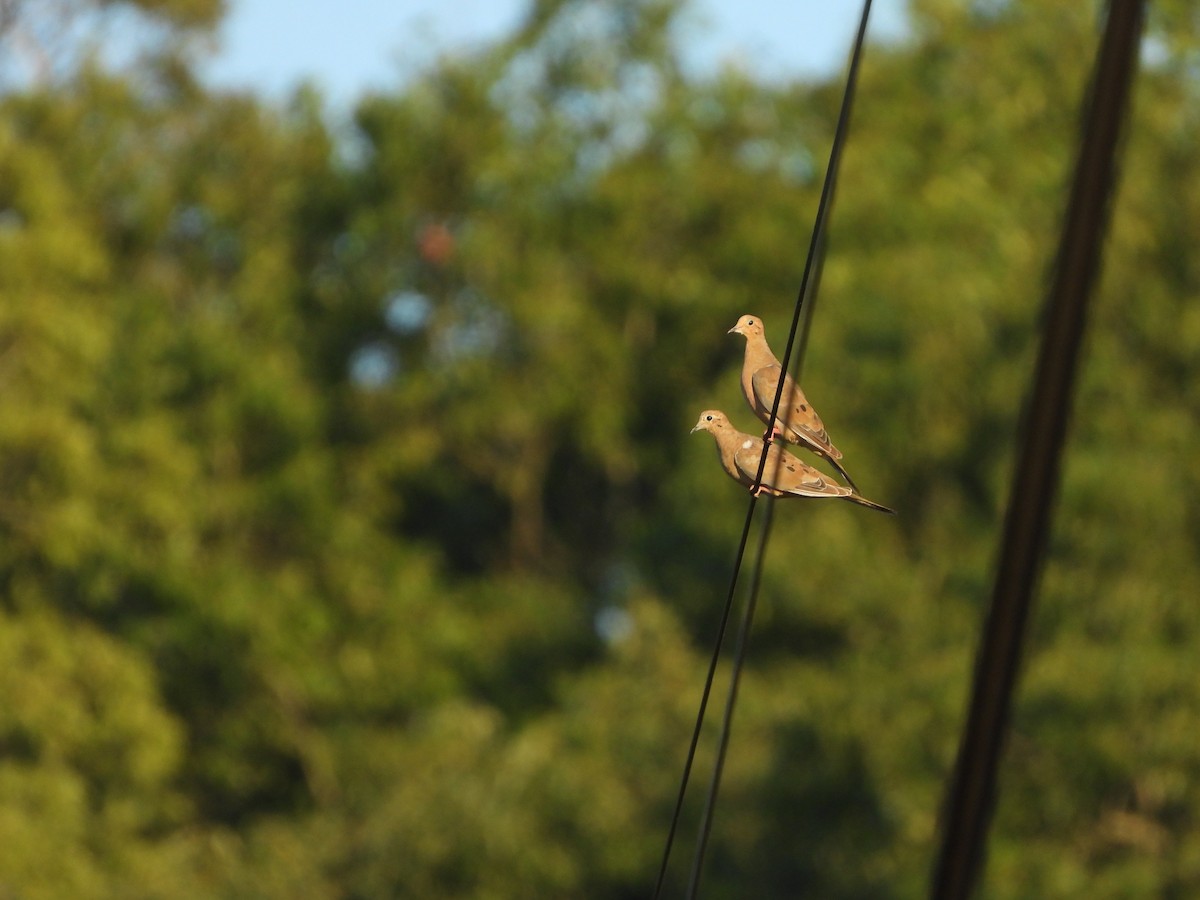 Uzun Kuyruklu Kumru - ML621665857