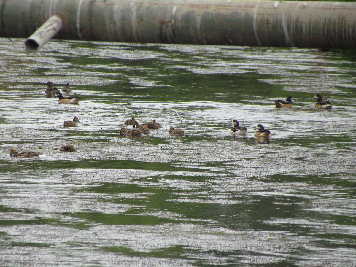 Chiloe Wigeon - ML621665862