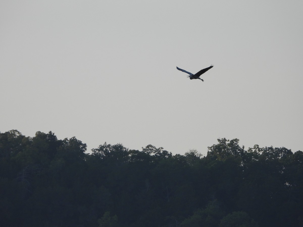 Great Blue Heron - ML621665863