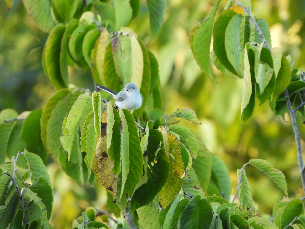 Gobemoucheron gris-bleu - ML621665870