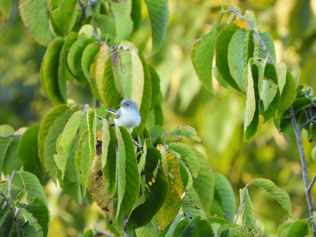 Blue-gray Gnatcatcher - ML621665871