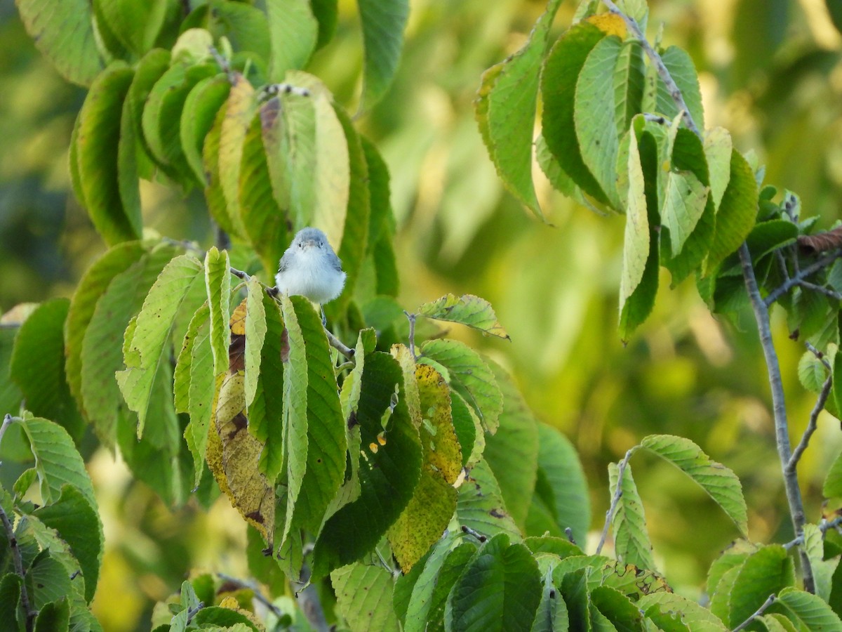 Gobemoucheron gris-bleu - ML621665872