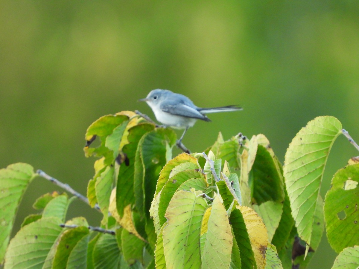 Blue-gray Gnatcatcher - ML621665873