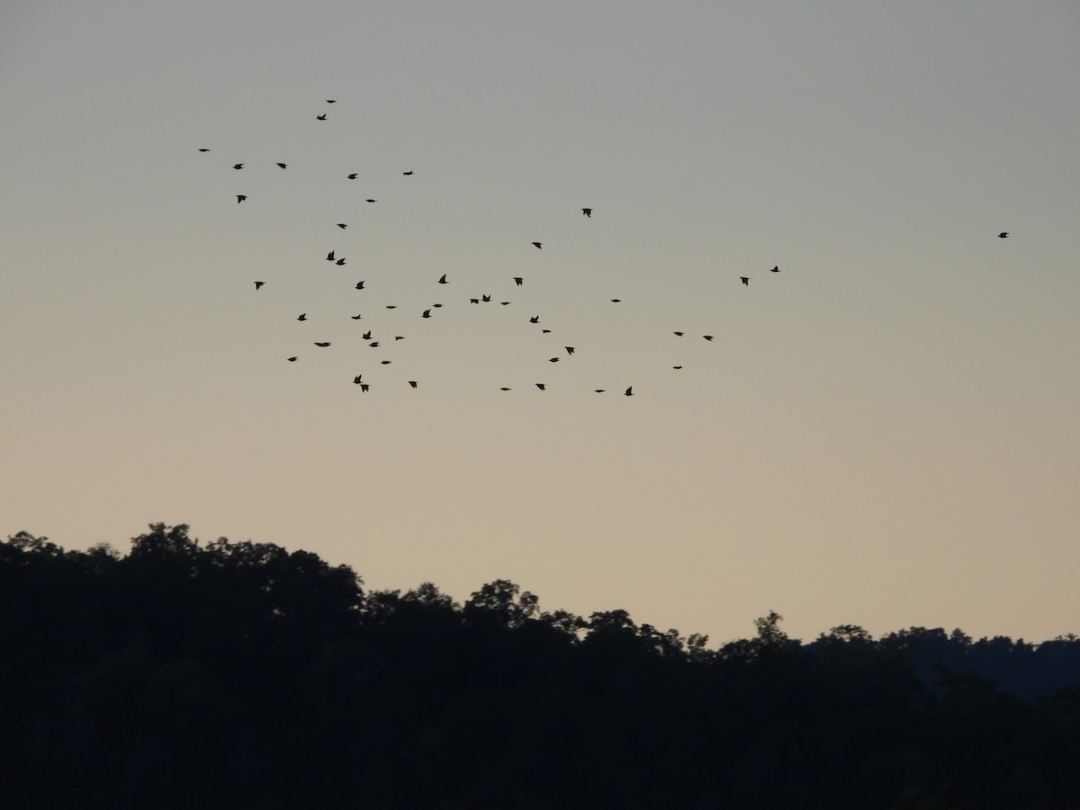 Sığırcık - ML621665876