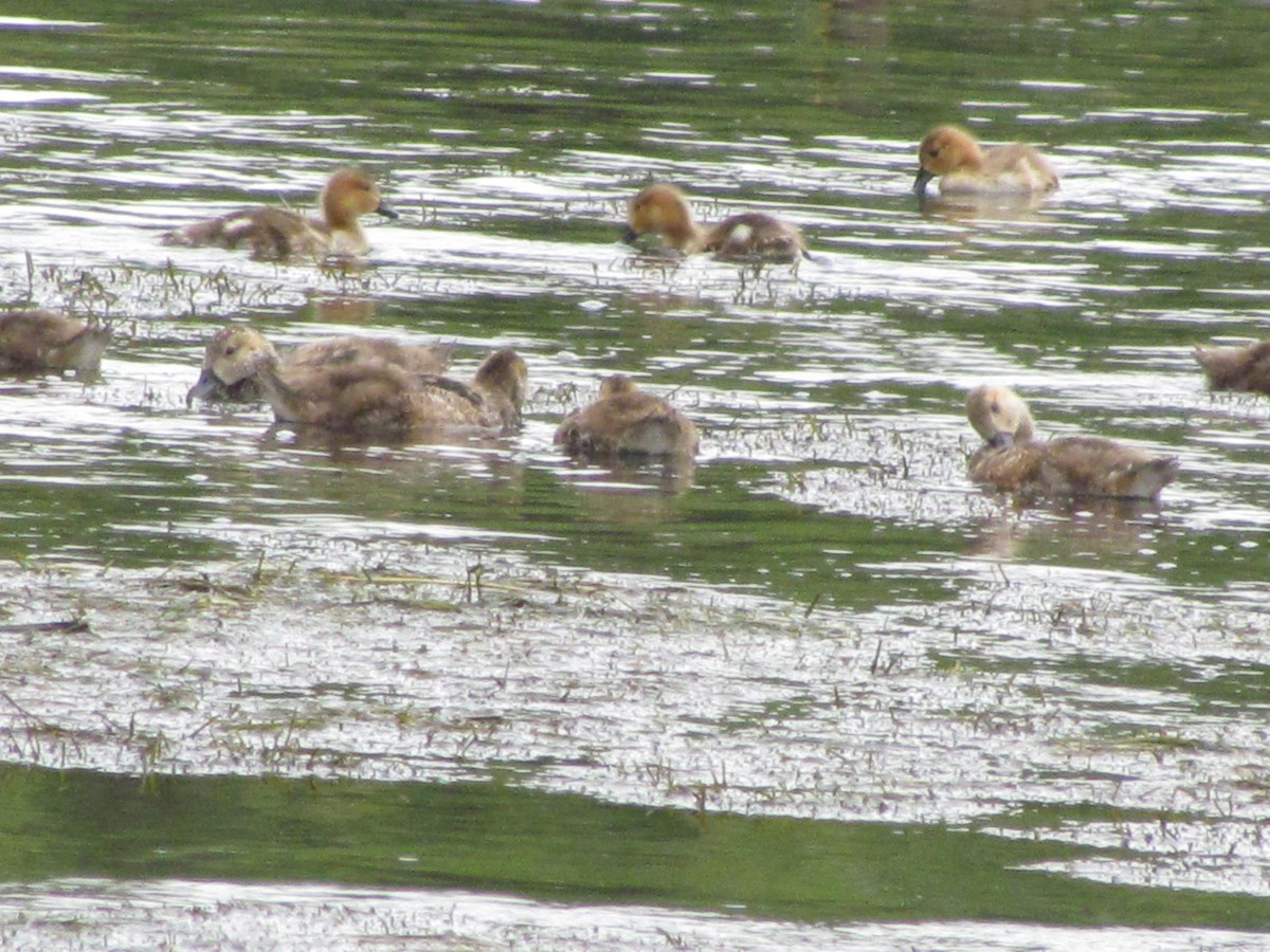 Chiloe Wigeon - ML621665878