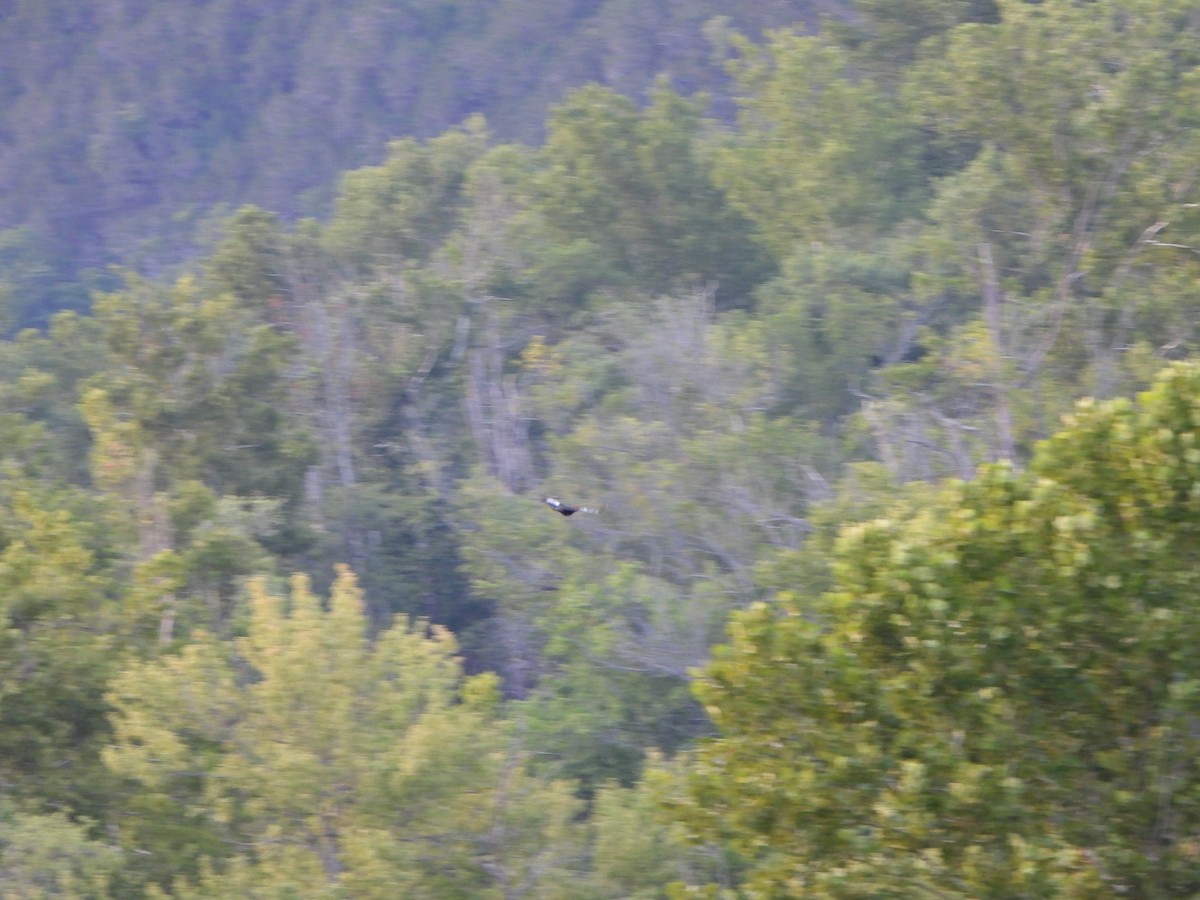 Kuzey Amerika Kara Ağaçkakanı - ML621665879