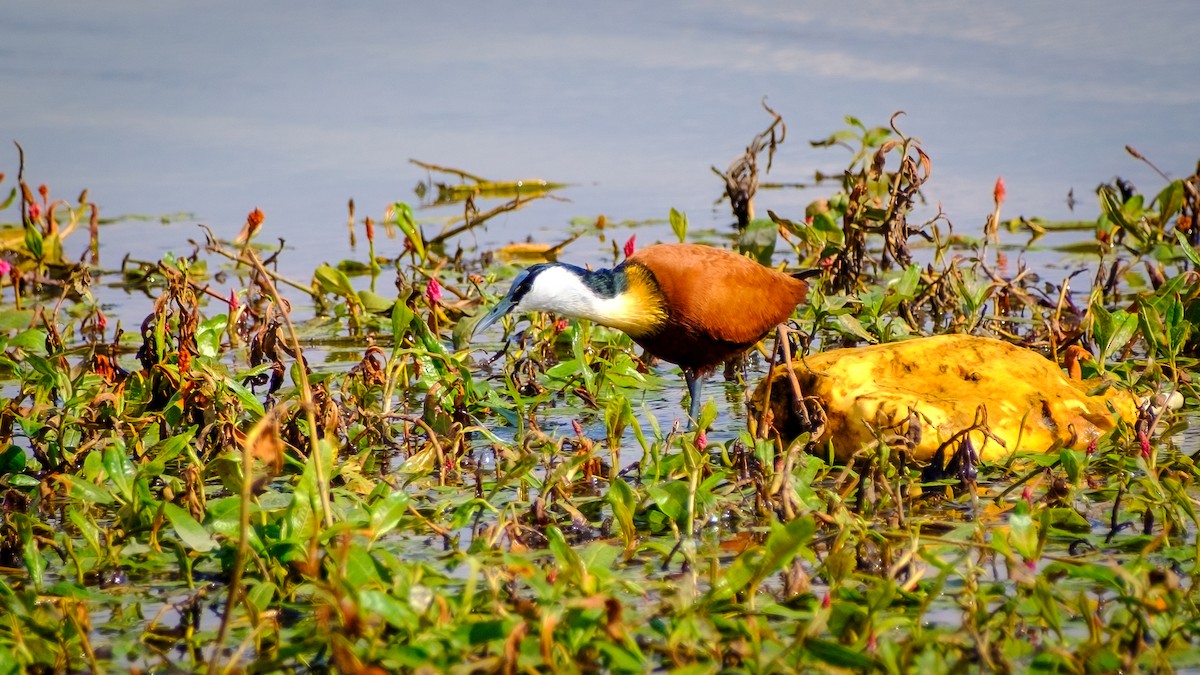 African Jacana - Andrew Black