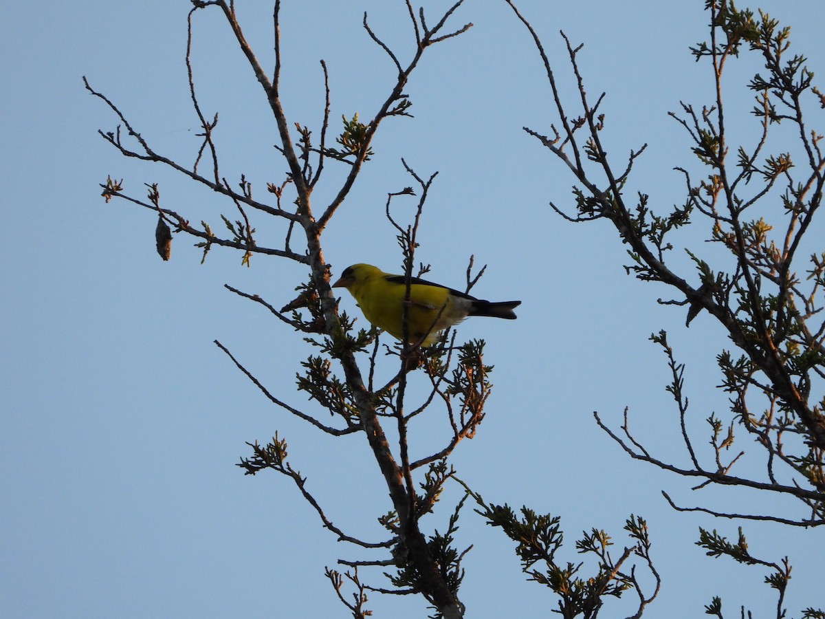 Chardonneret jaune - ML621665883