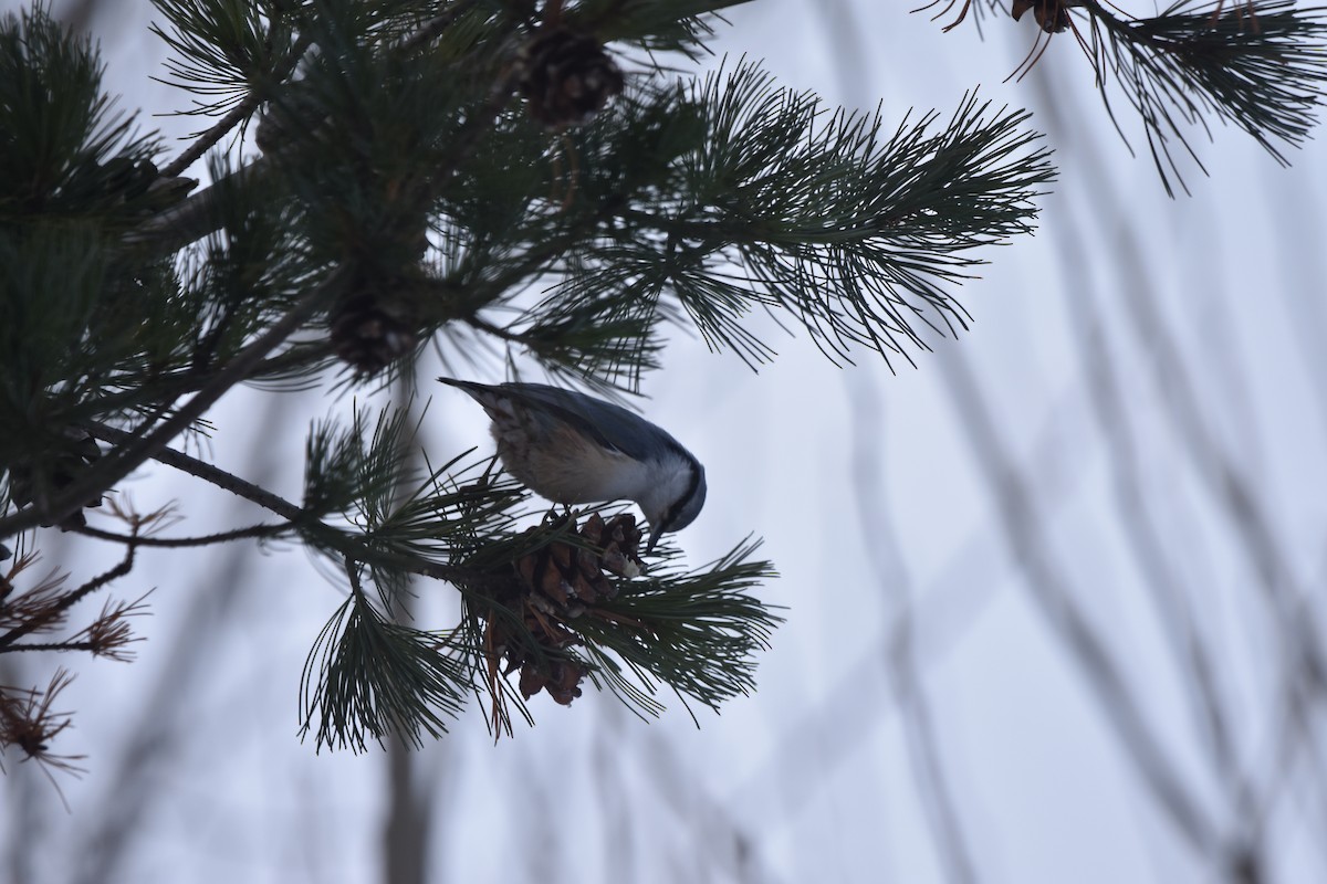 Eurasian Nuthatch (White-bellied) - Anonymous