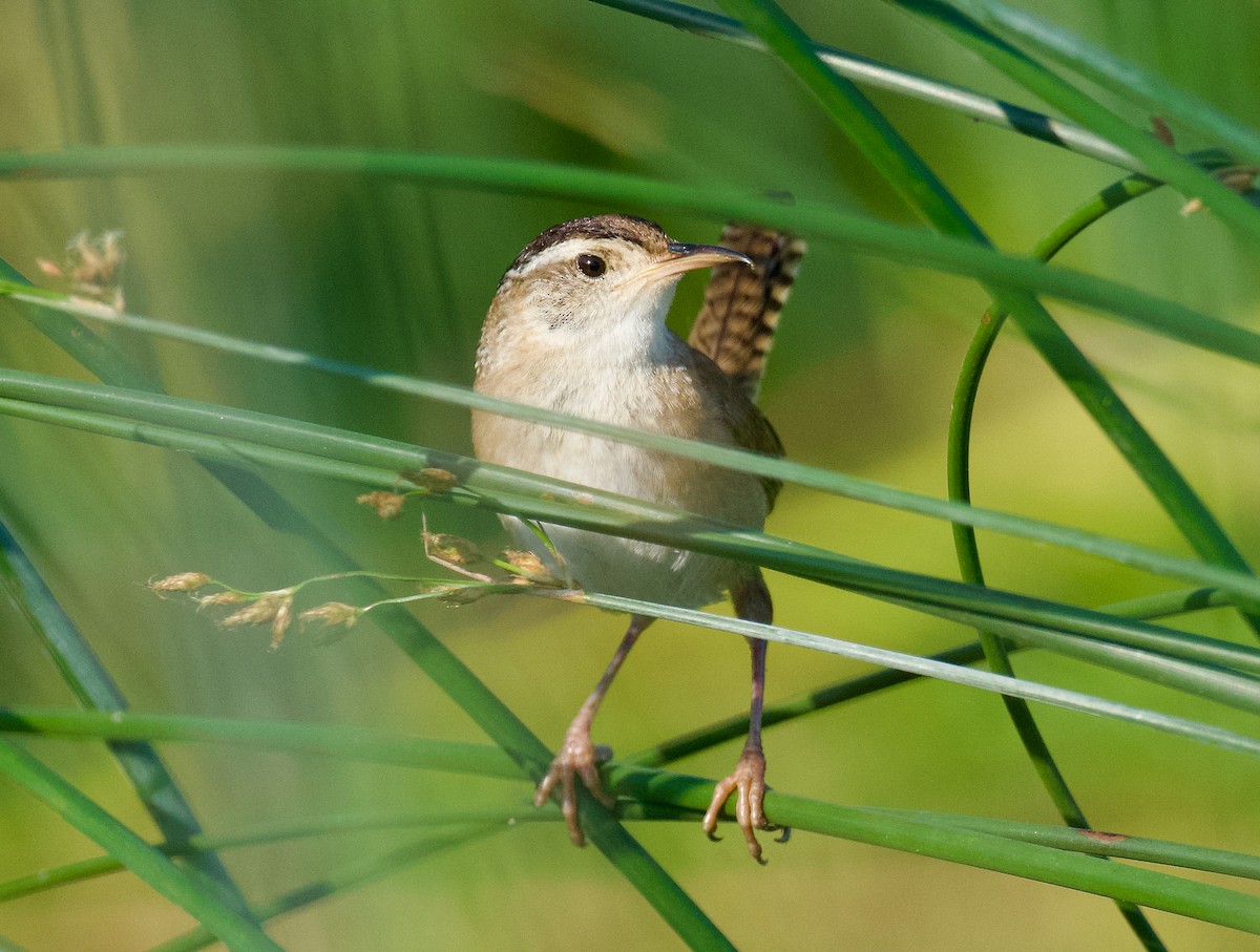 Marsh Wren - ML621665944