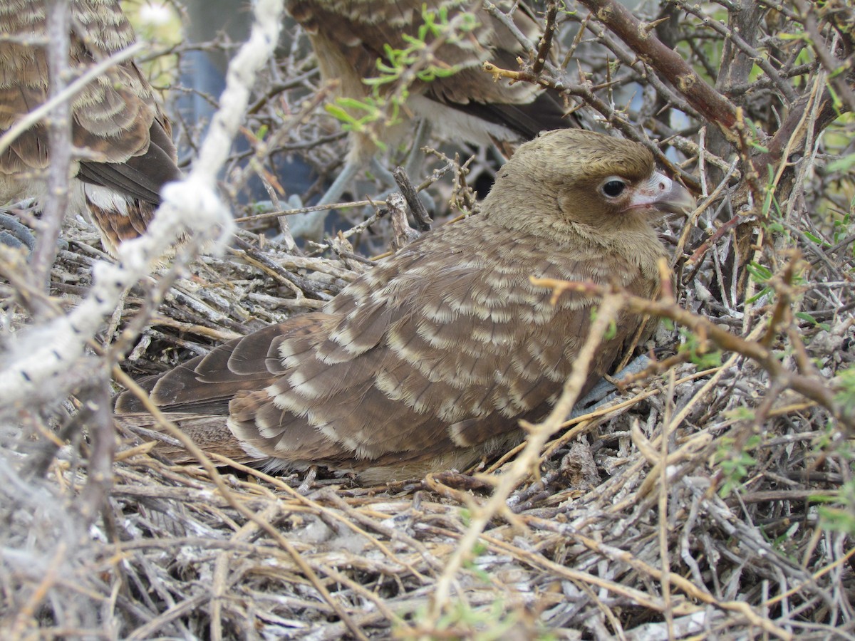 Chimango Caracara - cynthia arenas