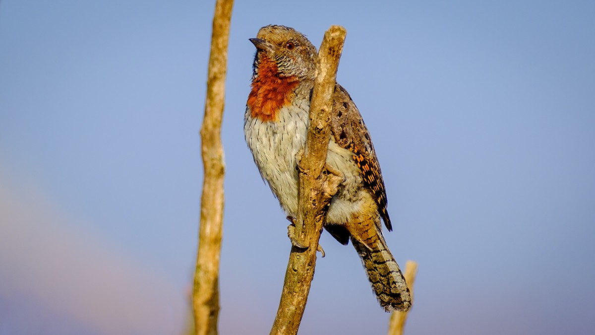 Rufous-necked Wryneck - ML621665965