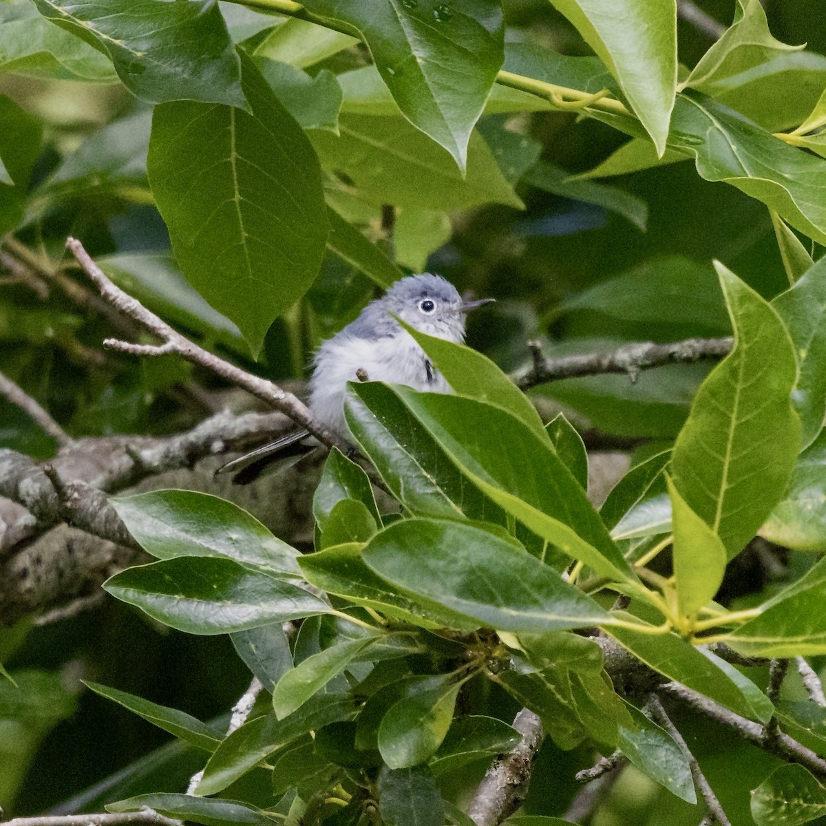 Комароловка сиза - ML621666061