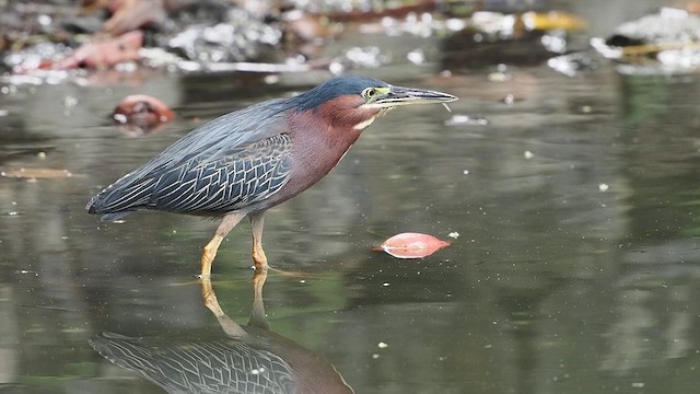 Green Heron - ML621666115