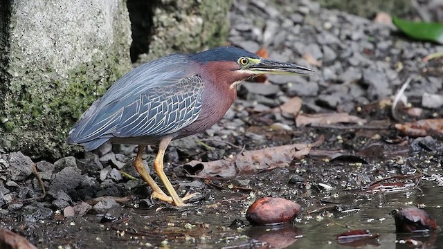 Green Heron - ML621666132