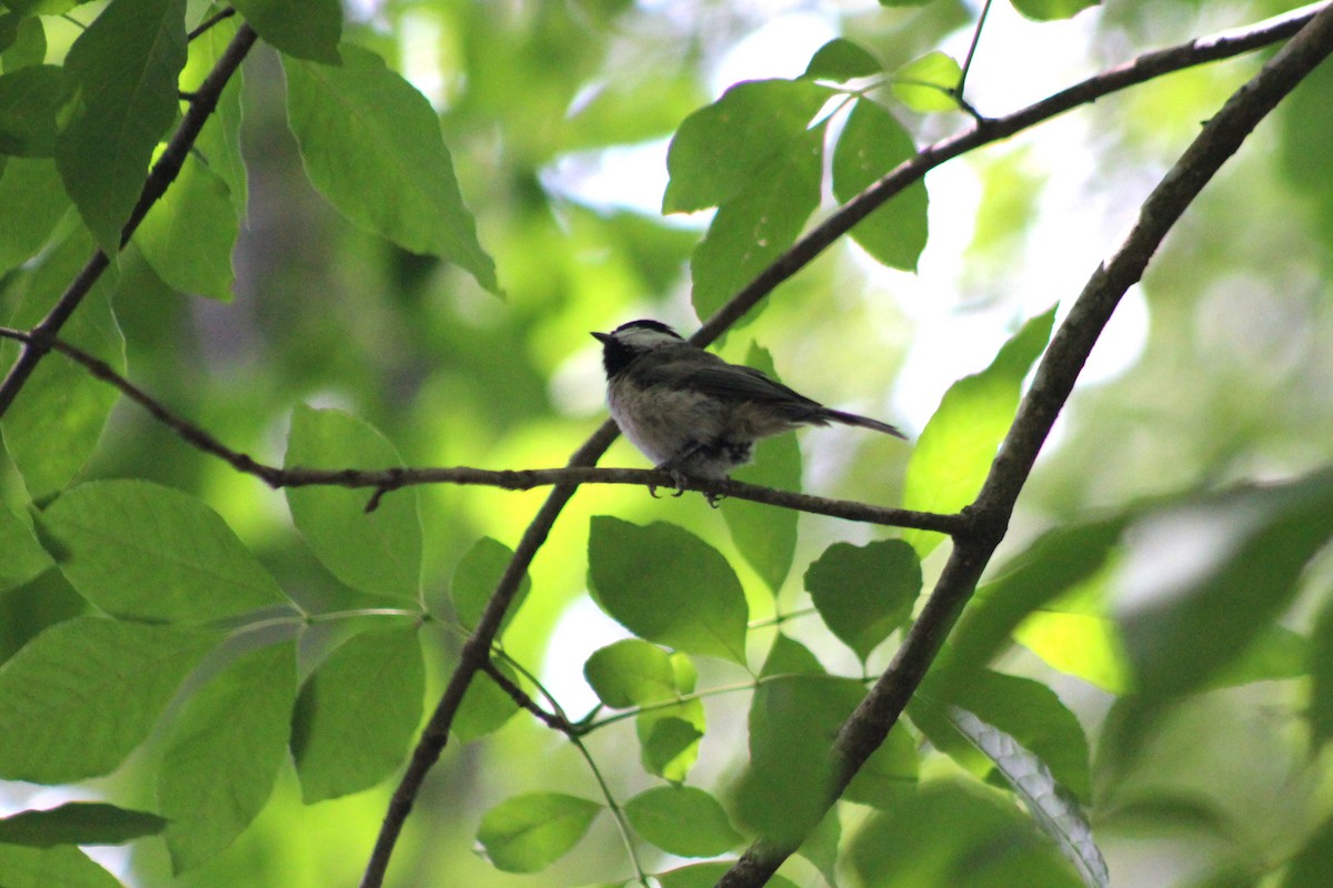 Carolina Chickadee - ML621666174