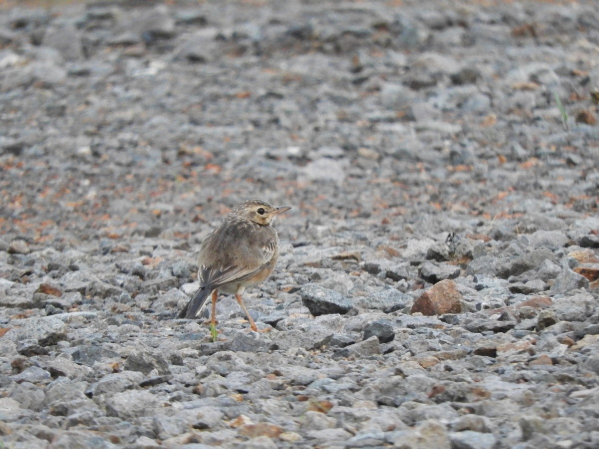 Paddyfield Pipit - ML621666215