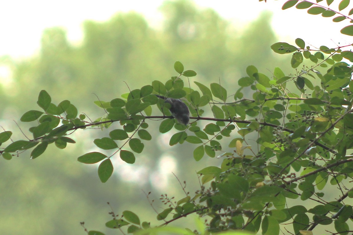 Blue-gray Gnatcatcher - ML621666218