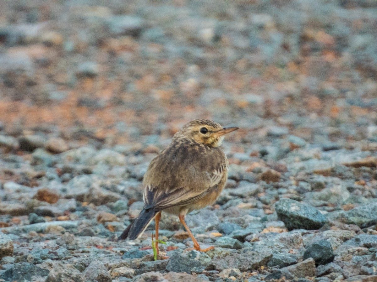 Paddyfield Pipit - Jorge Juan Rueda