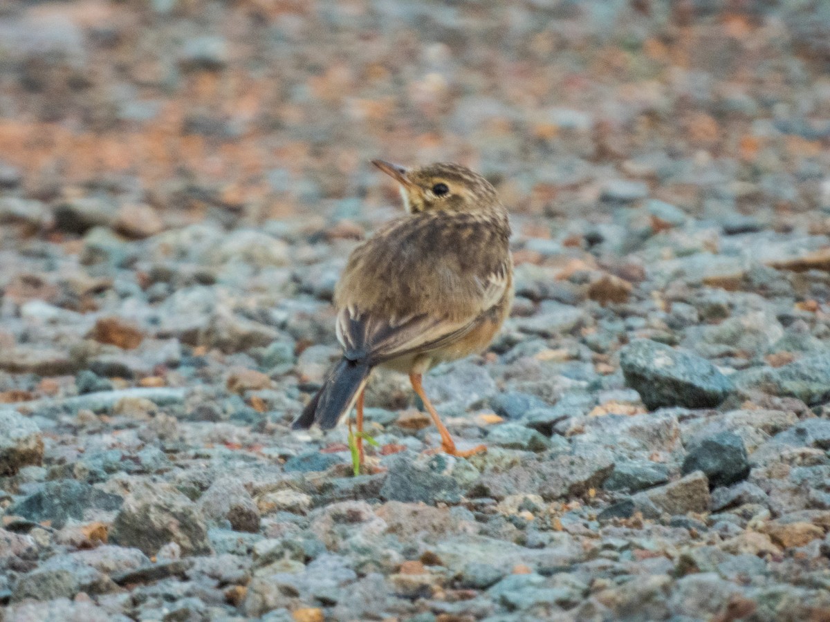 Paddyfield Pipit - ML621666222