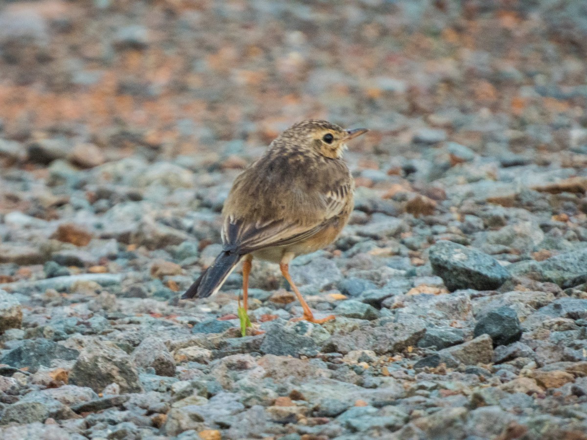 Paddyfield Pipit - ML621666223