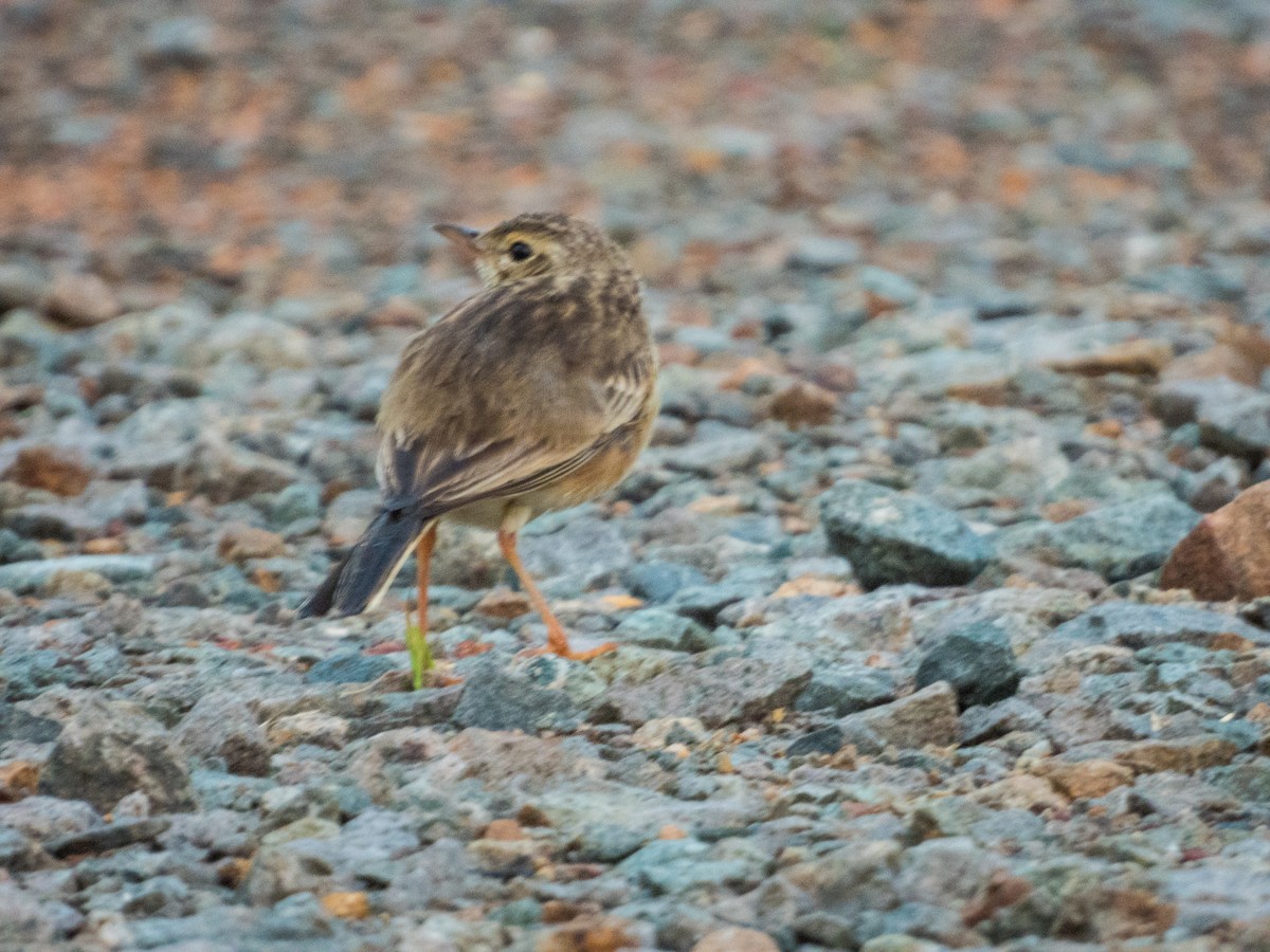 Paddyfield Pipit - ML621666224