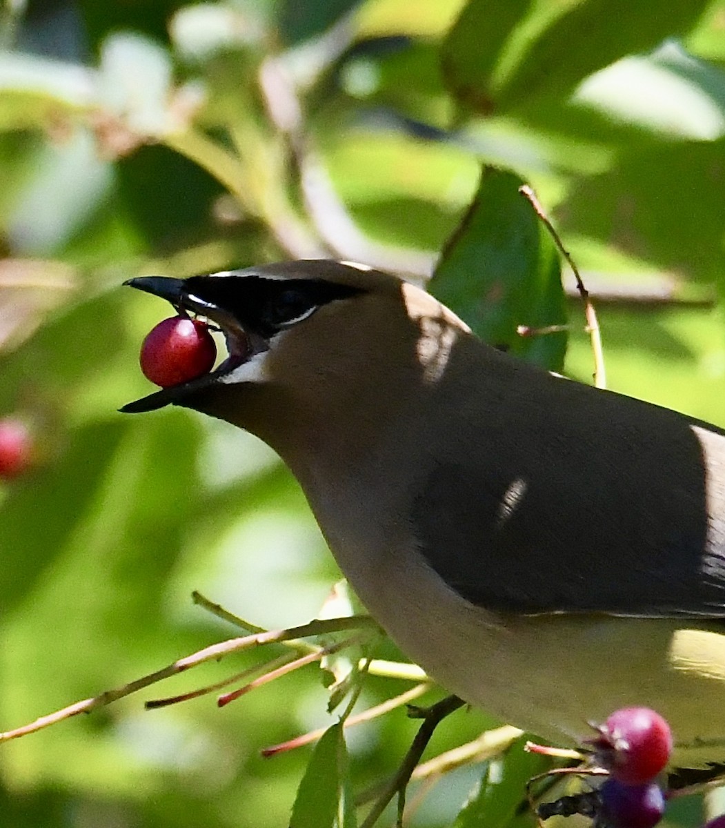 Cedar Waxwing - ML621666249