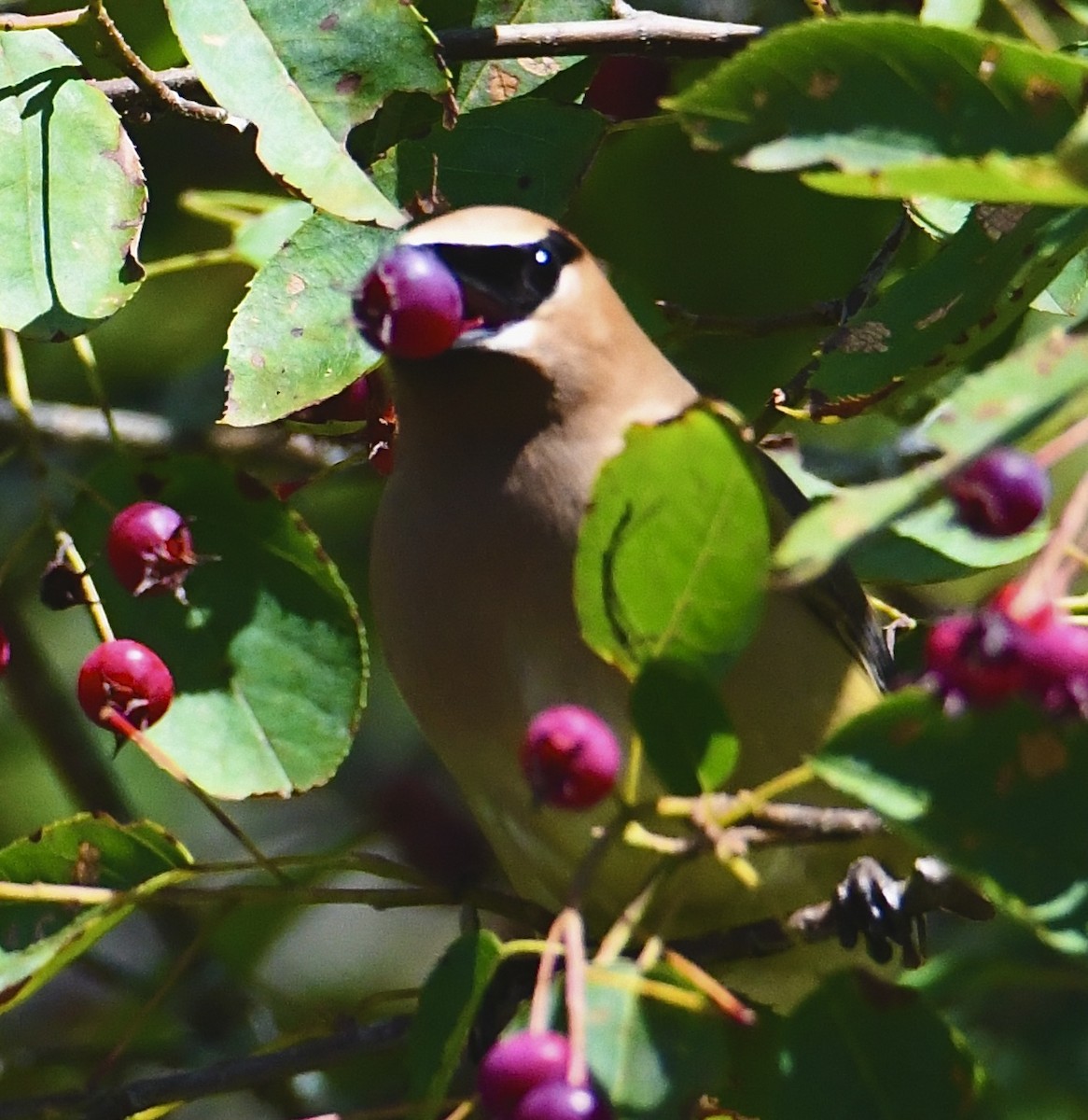 Cedar Waxwing - ML621666250