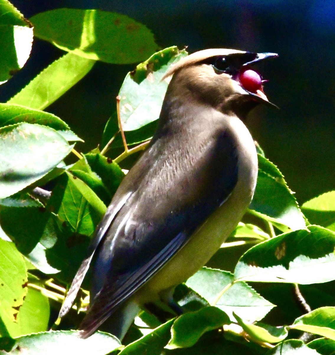 Cedar Waxwing - ML621666251