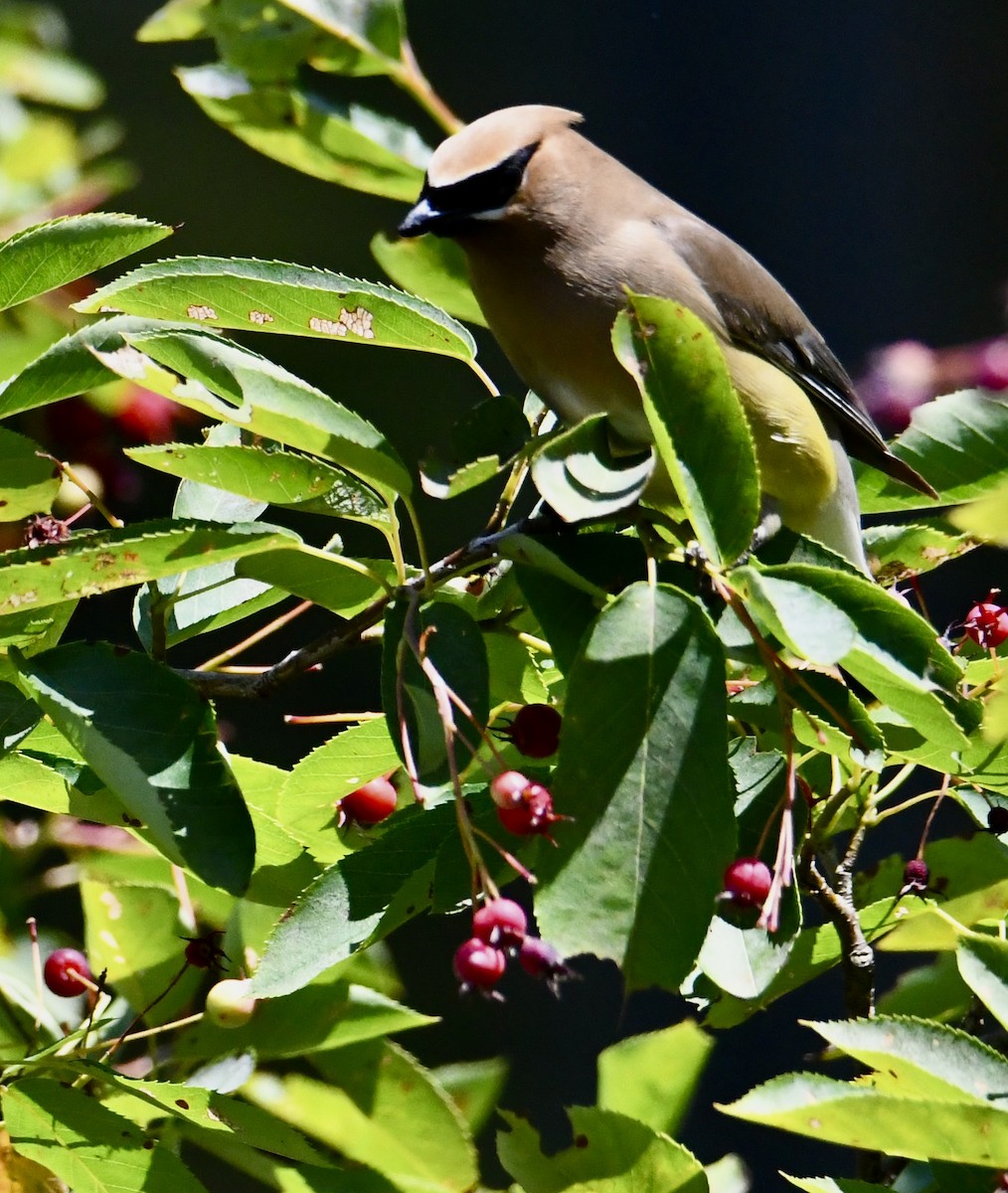 Cedar Waxwing - ML621666252