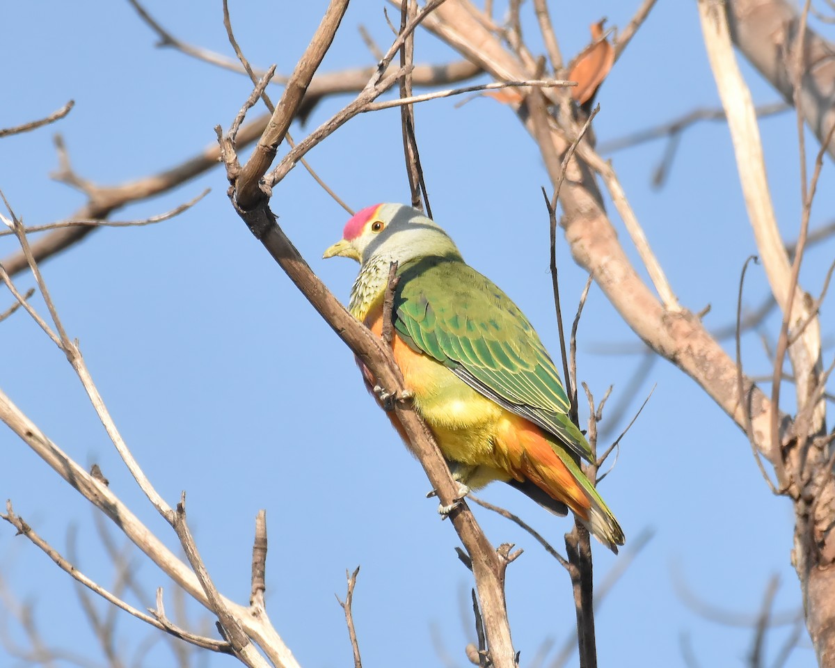 Rose-crowned Fruit-Dove - ML621666307