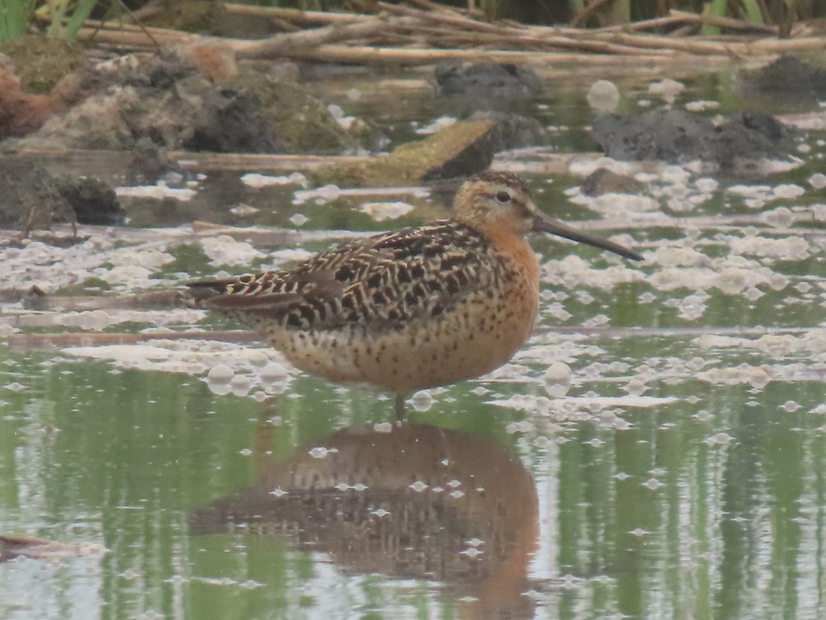 Short-billed Dowitcher - ML621666490