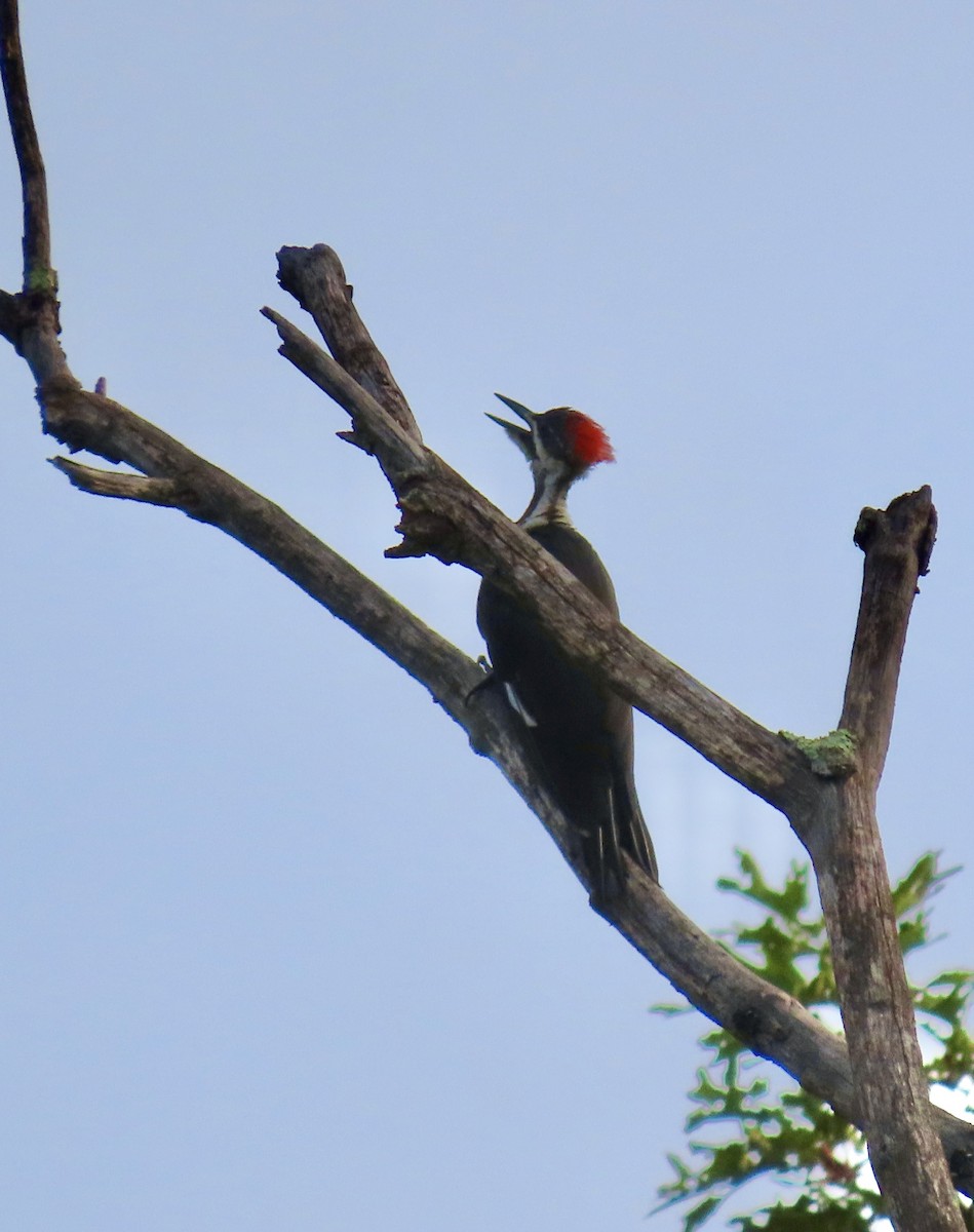 Pileated Woodpecker - ML621666501