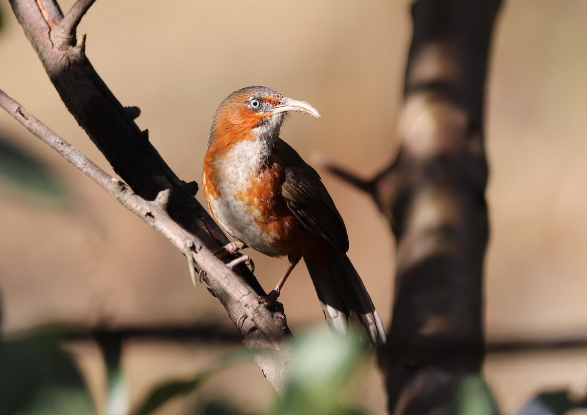 Rusty-cheeked Scimitar-Babbler - ML621666547