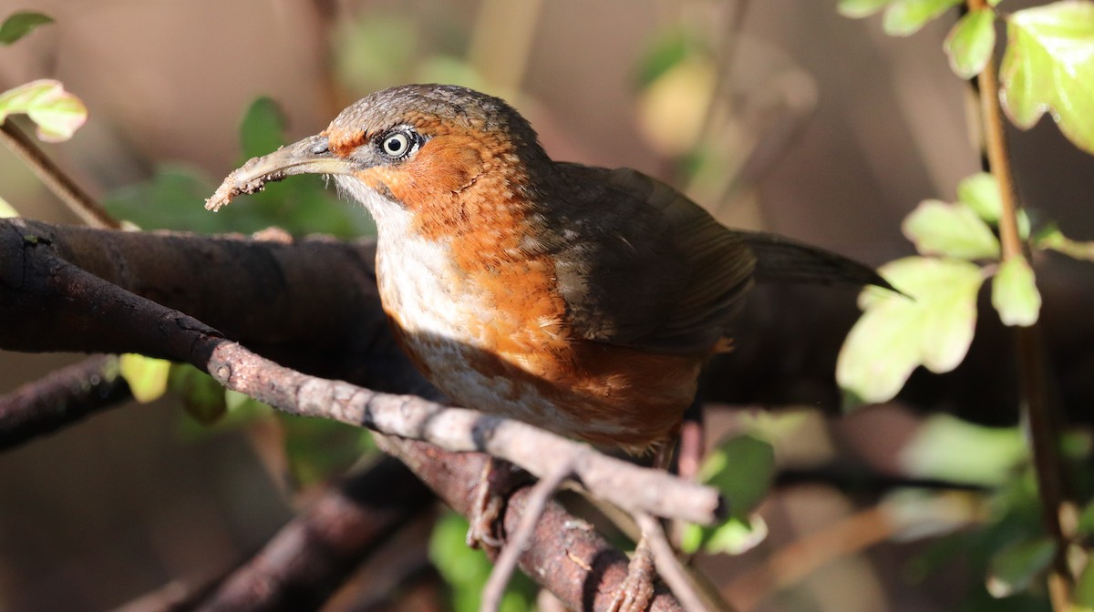 Rusty-cheeked Scimitar-Babbler - Sunil Zaveri