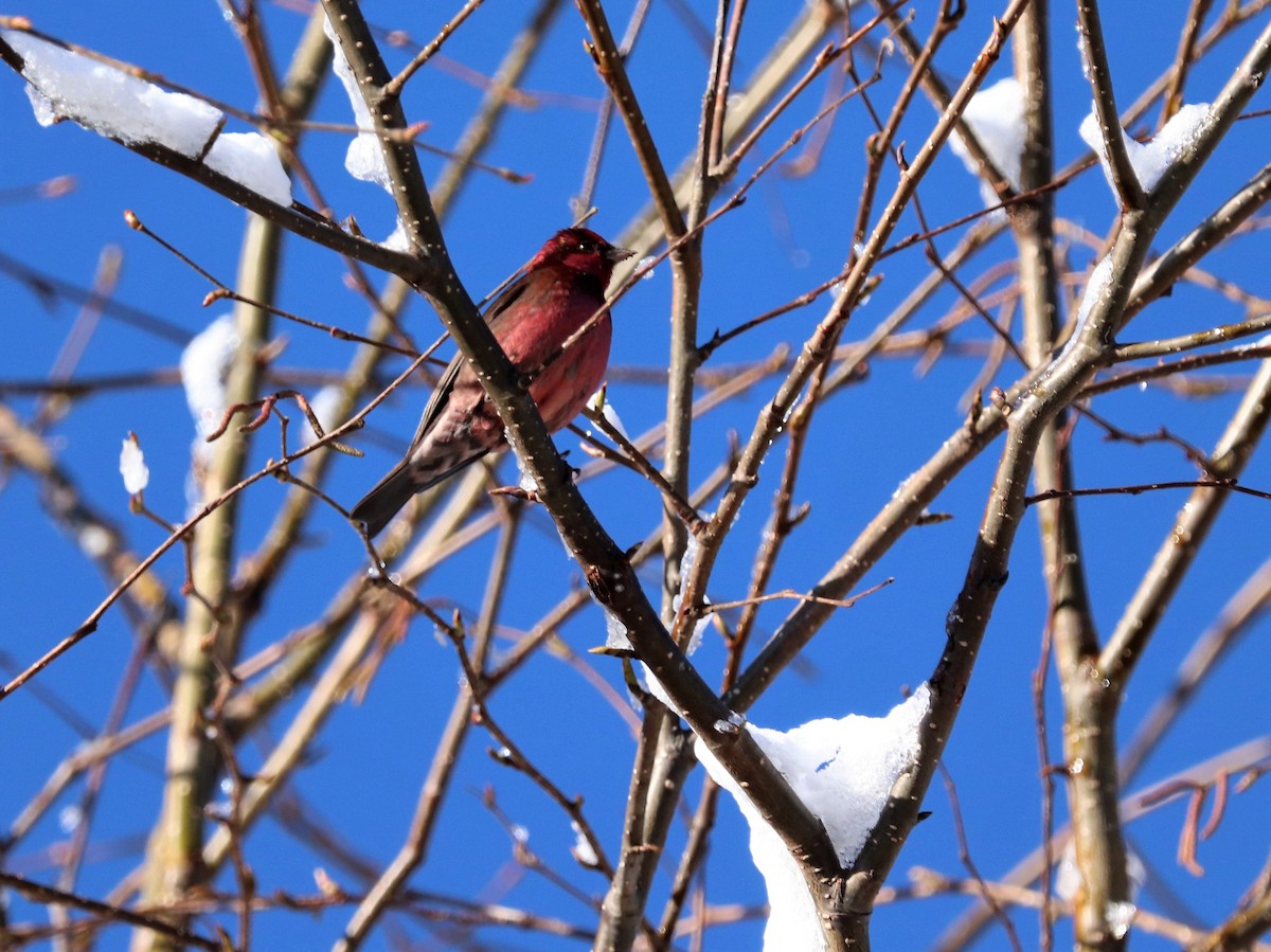 Crimson-browed Finch - ML621666670