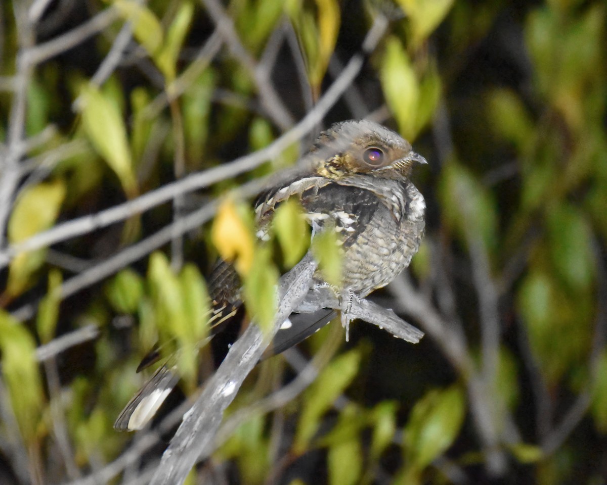 Large-tailed Nightjar - ML621666673