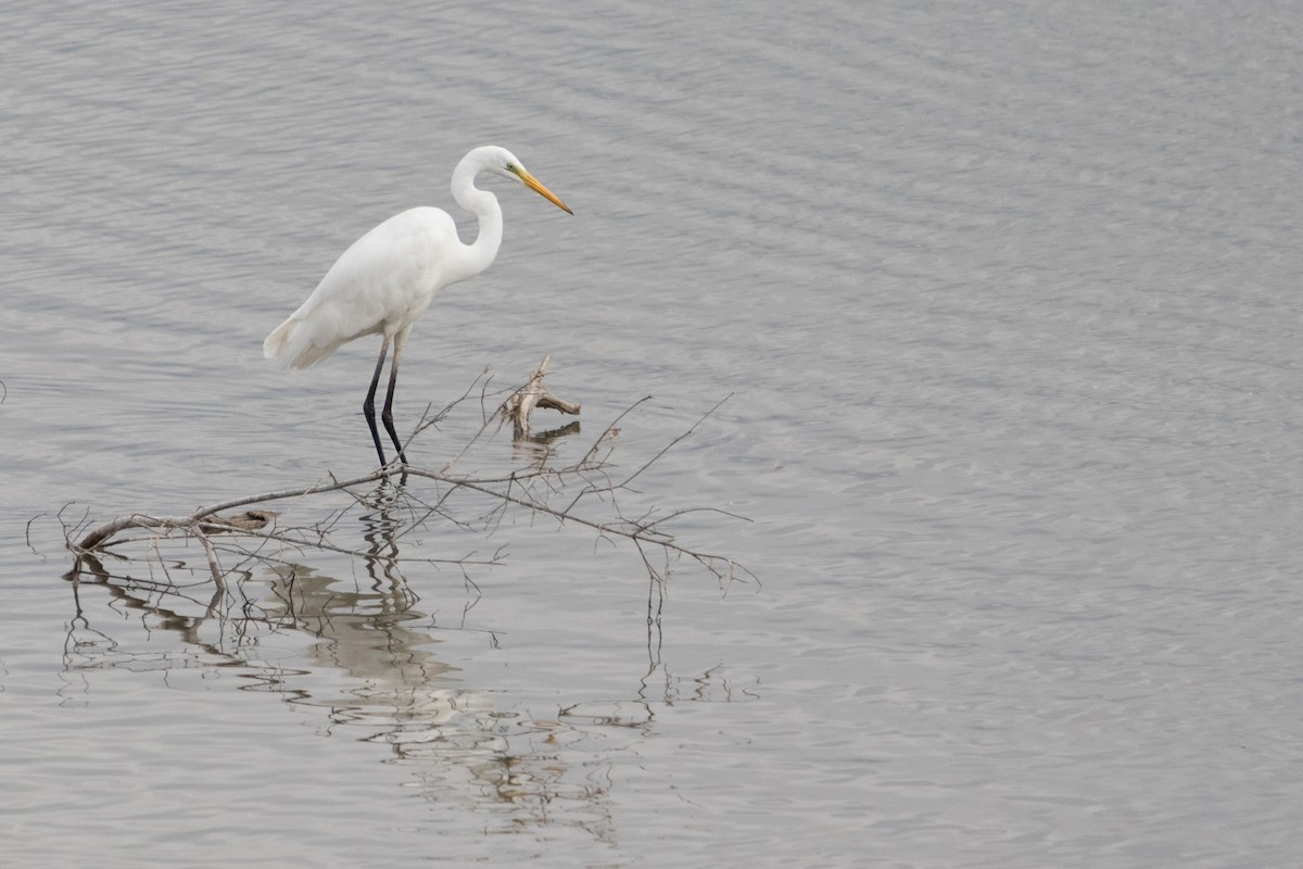 Great Egret - ML621666752