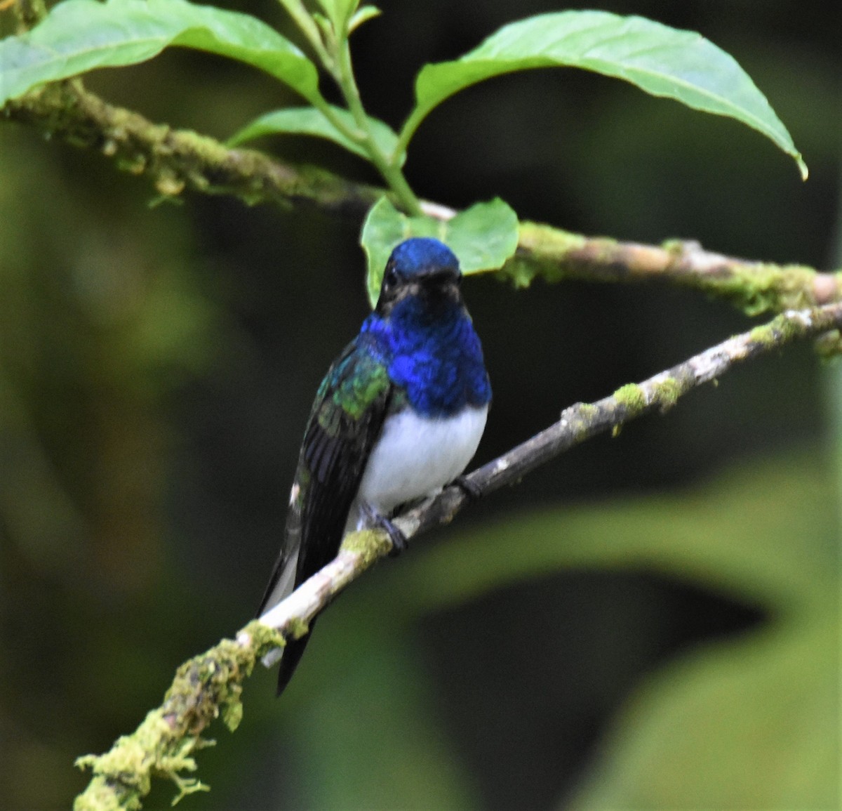 White-necked Jacobin - ML621666915