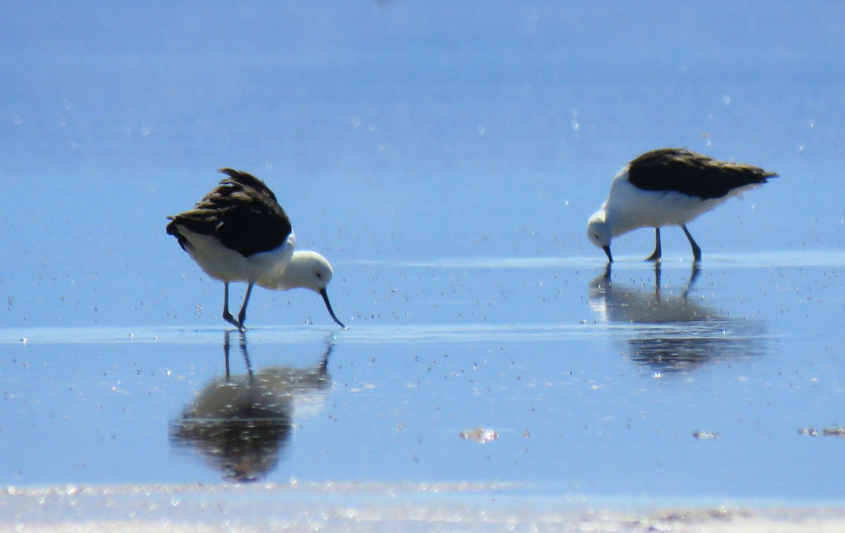 Andean Avocet - ML621666980