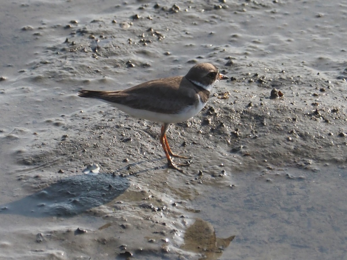 Semipalmated Plover - ML621667035