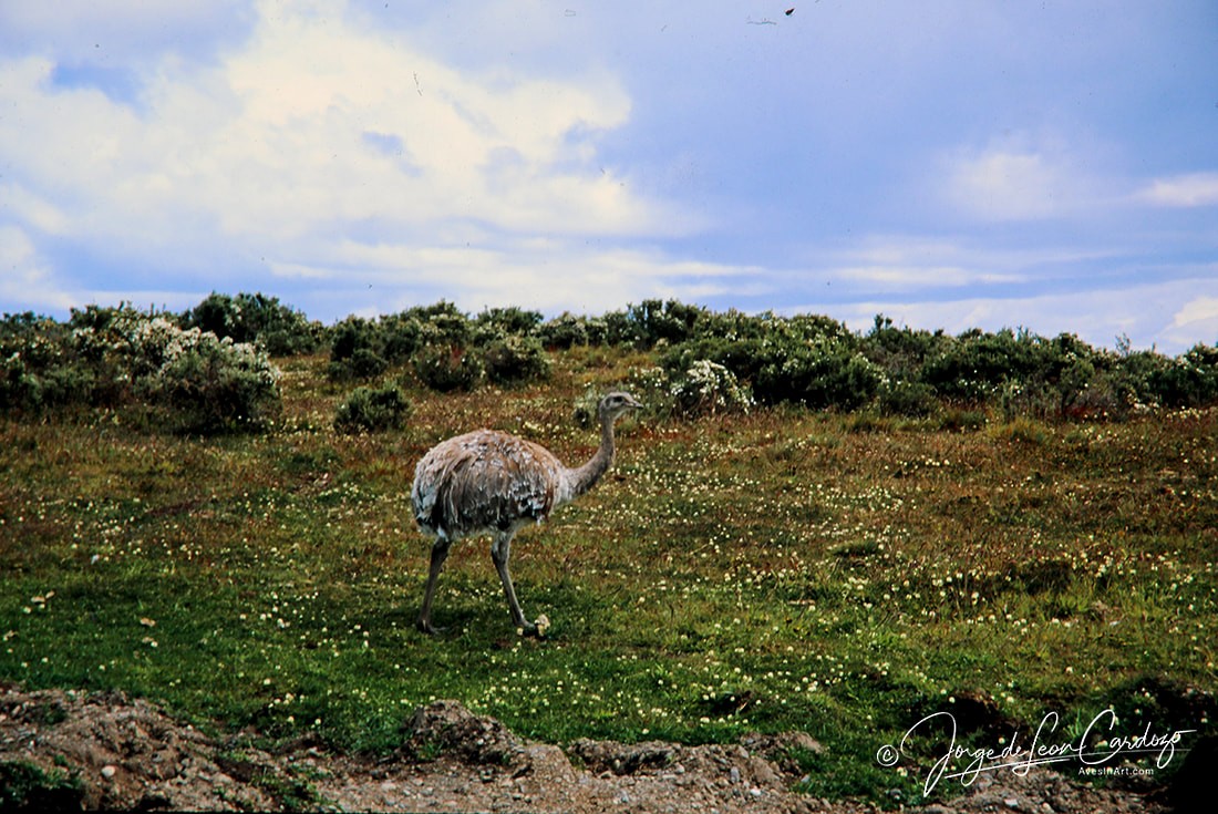 Lesser Rhea (Darwin's) - ML621667049