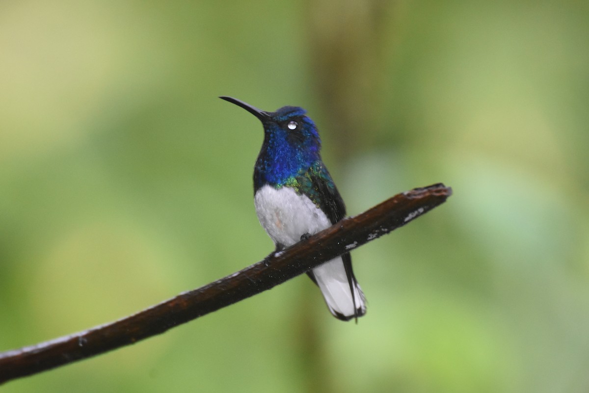 White-necked Jacobin - ML621667121