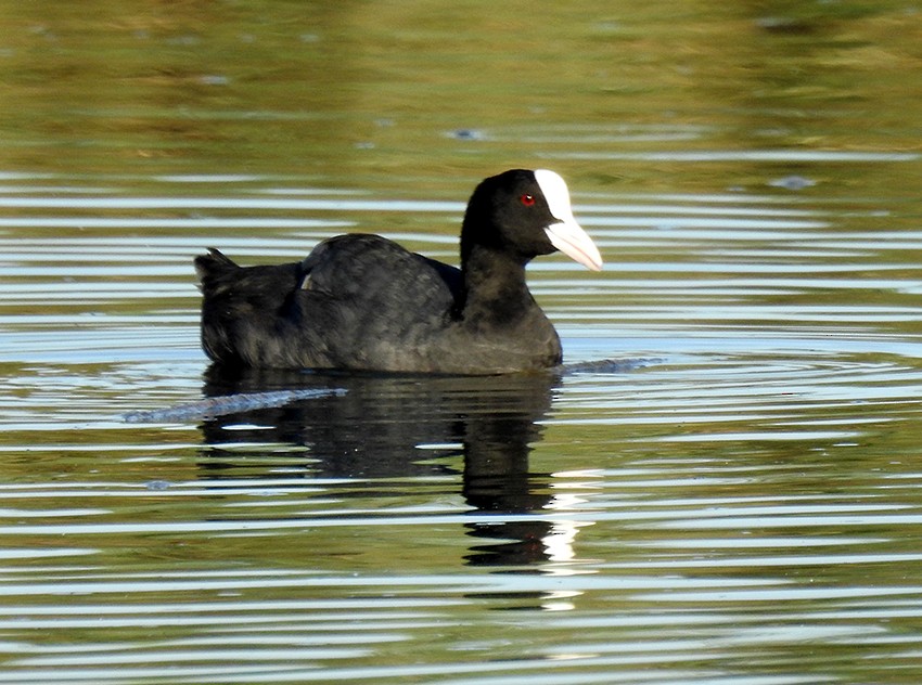 Eurasian Coot - Francisco Picón Díaz