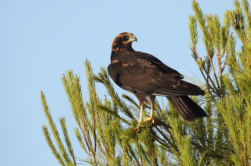 Western Marsh Harrier - Francisco Picón Díaz