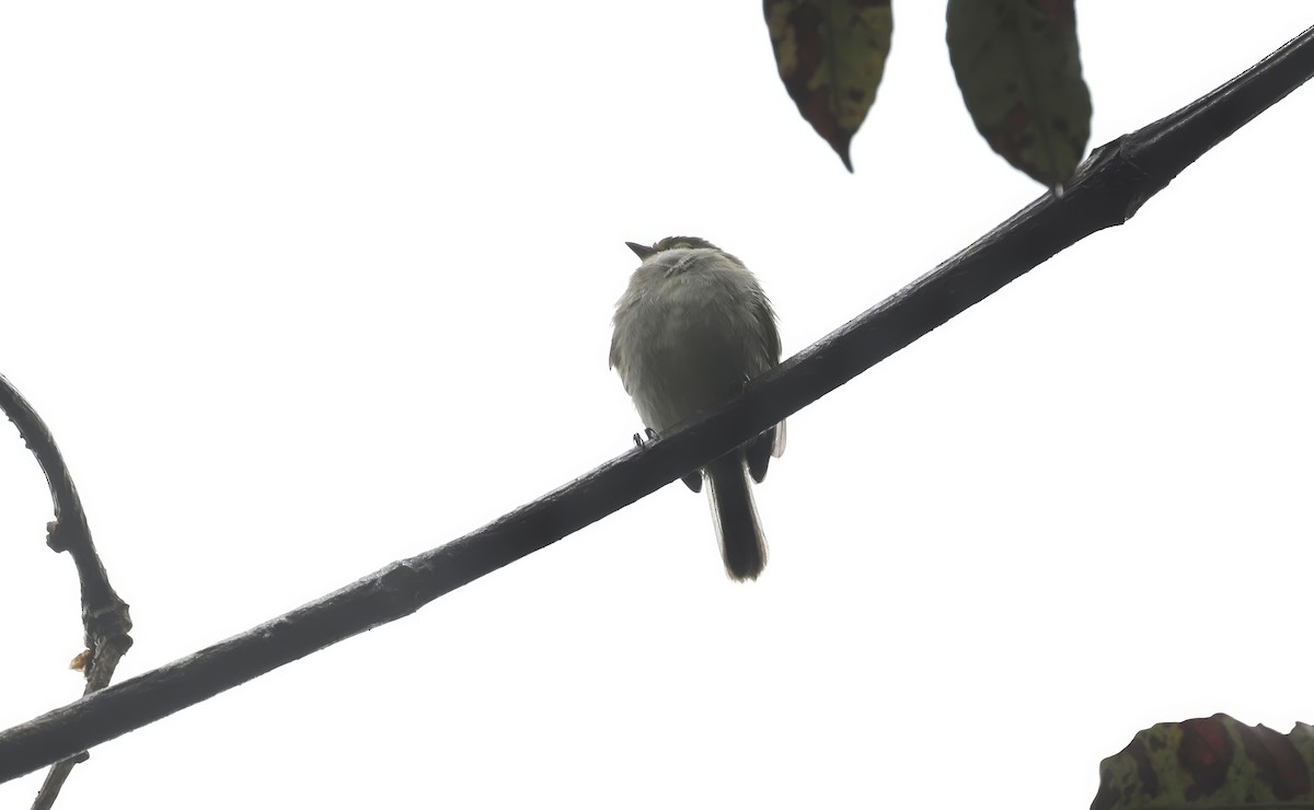 Golden-faced Tyrannulet (Golden-faced) - ML621667330