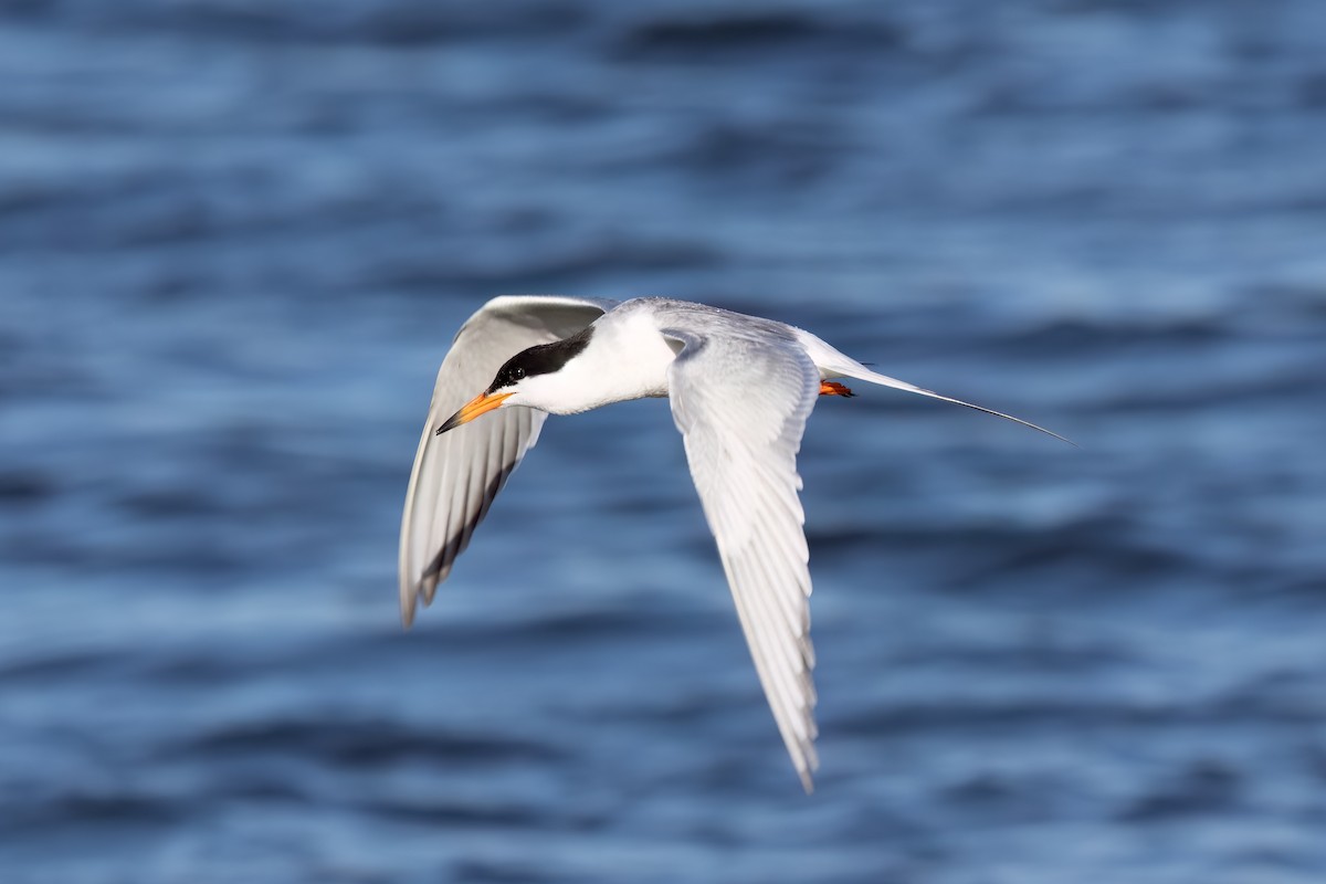 Forster's Tern - Kalpesh Krishna
