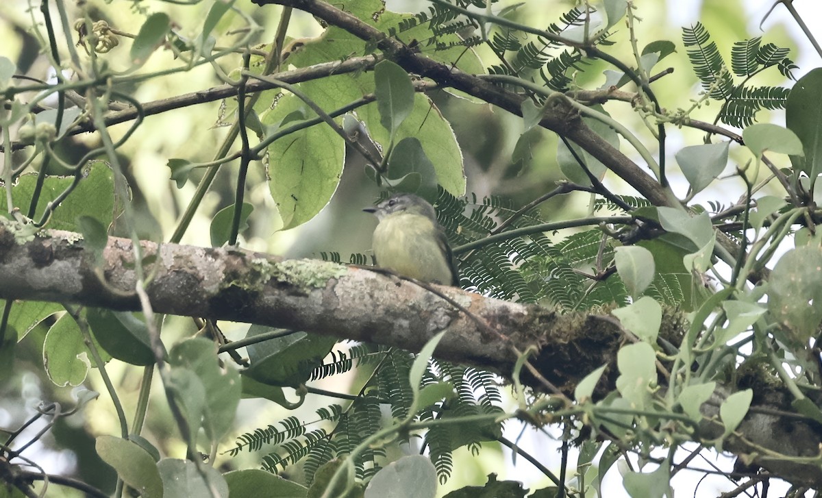 Ecuadorian Tyrannulet - ML621667416